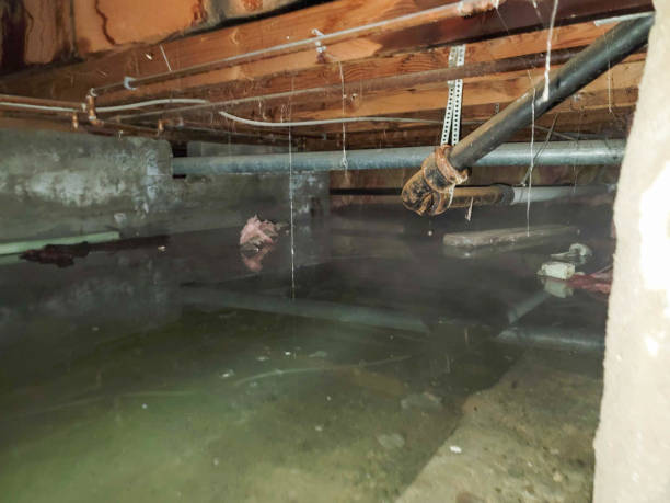 Best Water damage cleanup near me  in Greensboro, AL